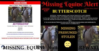 MISSING EQUINE Butterscotch, REWARD  Near Rockhouse , KY, 41561